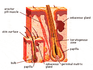 Illustration of Human Skin Anatomy