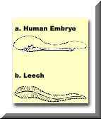 (A) Human Embryo (B) Leech