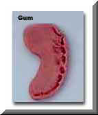 Gum : The similarities between the human fetus at the mudghah stage 'like a chewed lump'