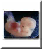 5 to 6 Week Old Embryo